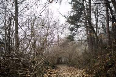 Bulutlu bir günde, dağdaki bir ormanda ağaçların üzerinde kemer takmak.