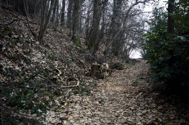 Bulutlu bir günde, dağdaki çıplak bir ormanda yapraklarla kaplı bir patika.