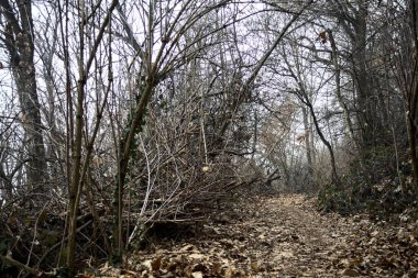 Bulutlu bir günde, dağdaki çıplak bir ormanda yapraklarla kaplı bir patika.