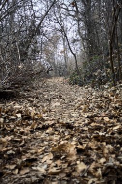 Bulutlu bir günde, dağdaki çıplak bir ormanda yapraklarla kaplı bir patika.