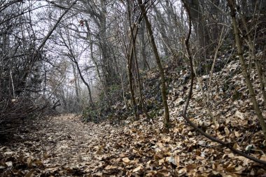 Bulutlu bir günde, dağdaki çıplak bir ormanda yapraklarla kaplı bir patika.