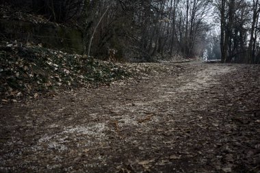 Kışın bulutlu bir günde, dağdaki bir ormanda bir virajla toprak yol arasındaki çatal.