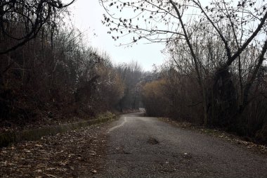 Bulutlu bir günde dağda bir ormanda yol