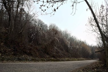 Bulutlu bir günde dağda bir ormanda yol