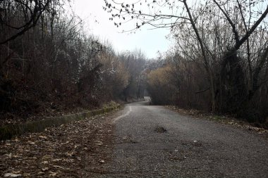 Bulutlu bir günde dağda bir ormanda yol