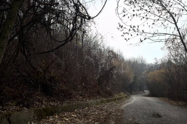 Bulutlu bir günde dağda bir ormanda yol