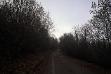 Bulutlu bir günde dağda bir ormanda yol