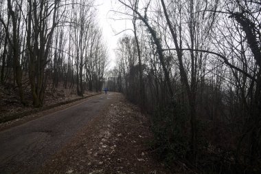 Kışın bulutlu bir günde, bir dağın eteklerinde çıplak ağaçlarla çevrili bir parkta dolambaçlı bir yol.