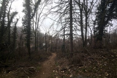 Bulutlu bir günde, dağdaki çıplak bir ormanda yapraklarla kaplı bir patika.