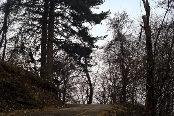 冬の曇りの日には 山の上の森の中の道と未舗装の道の間のフォーク — ストック写真