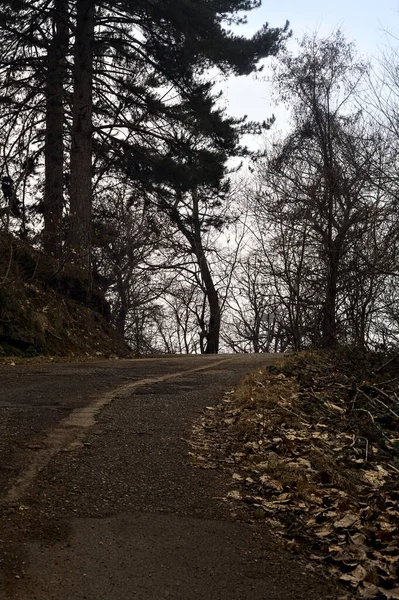 Fork between a bend in road and a dirt trail in a forest on a mountain on a cloudy day in winter