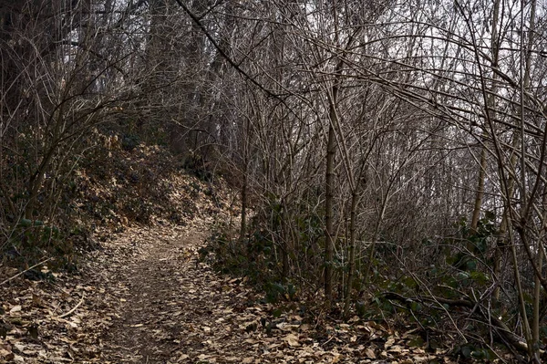 Stezka Pokrytá Listím Holém Lese Hoře Zamračený Den — Stock fotografie