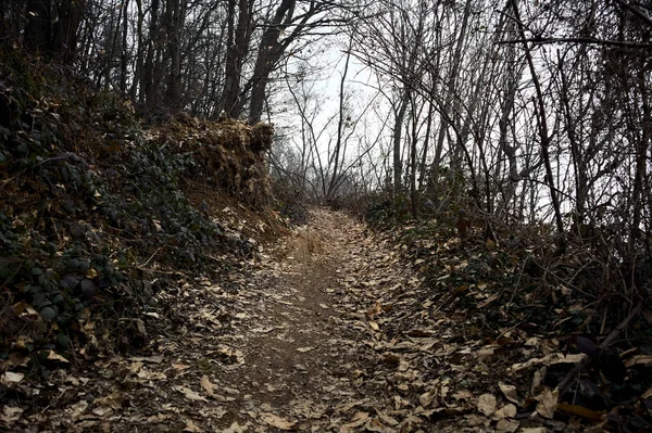 Trail Täckt Lövverk Alomst Bar Skog Ett Berg Molnig Dag — Stockfoto