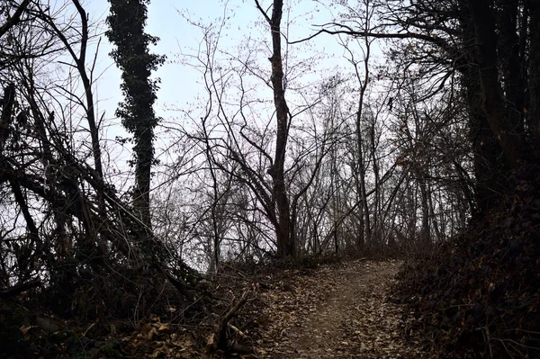 Szlak Pokryty Liśćmi Gołym Lesie Górze Pochmurny Dzień — Zdjęcie stockowe