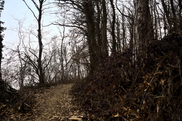 stock image Trail covered by foliage in an alomst bare forest on a mountain on a cloudy day