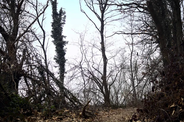 Тропа Покрытая Листьями Горном Лесу Горе Облачный День — стоковое фото
