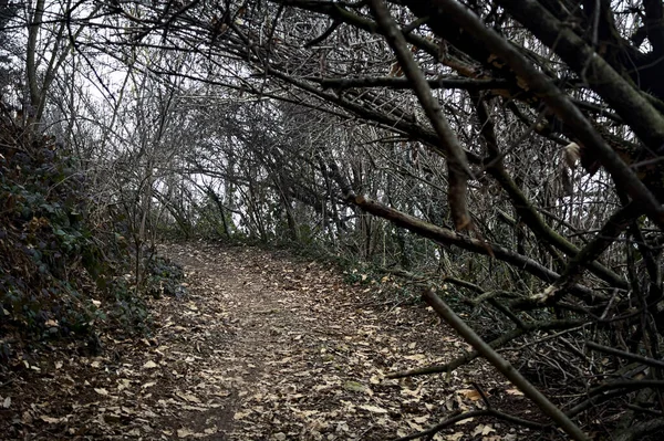 曇りの日に森の中の歩道に木をアーチ — ストック写真