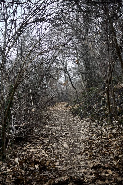 Weg Mit Laub Bedeckt Einem Kahlen Wald Auf Einem Berg — Stockfoto