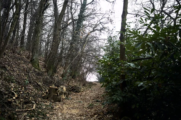 Weg Mit Laub Bedeckt Einem Kahlen Wald Auf Einem Berg — Stockfoto