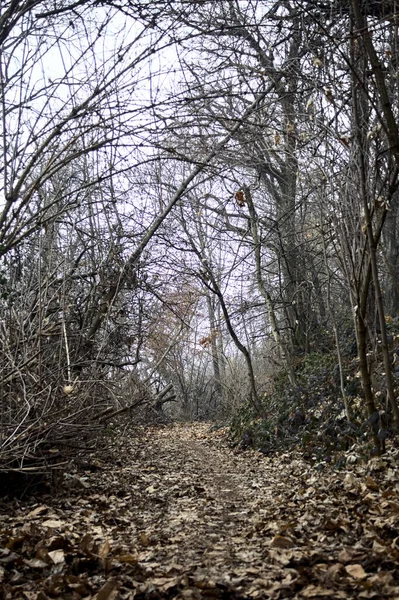 Sentier Couvert Feuillage Dans Une Forêt Dénudée Alomst Sur Une — Photo