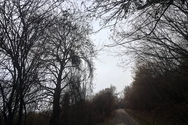 冬天的阴天 公园里的蜿蜒小路 光秃秃的树木遮掩着 在山上与它相邻 — 图库照片