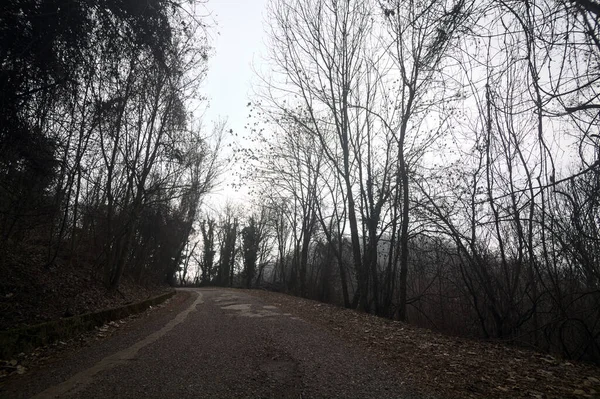 stock image Winding road in a park with bare trees covering and bordering it on a mountain on a cloudy day in winter