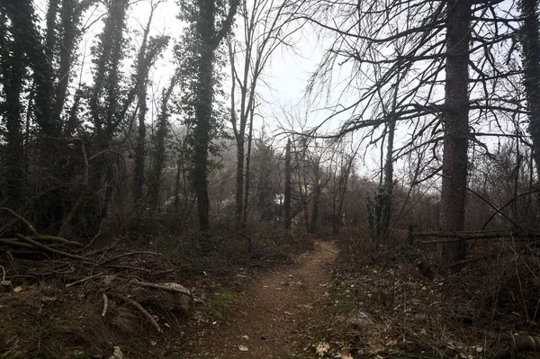 Sentier Couvert Feuillage Dans Une Forêt Dénudée Alomst Sur Une — Photo