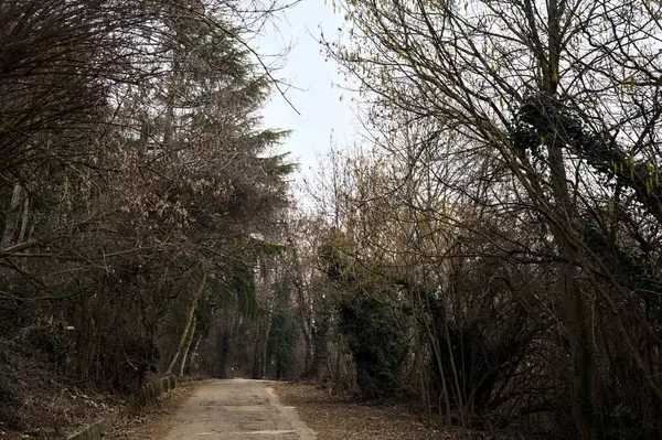 冬天的阴天 公园里的蜿蜒小路 光秃秃的树木遮掩着 在山上与它相邻 — 图库照片
