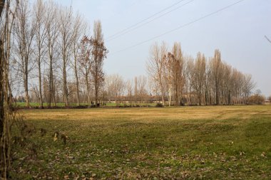 Gün batımında İtalya kırsalında tarlaların yanında bir sıra kavak ile sınırlandırılmış yol