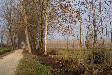 Gün batımında İtalya kırsalında tarlaların yanında bir sıra kavak ile sınırlandırılmış yol