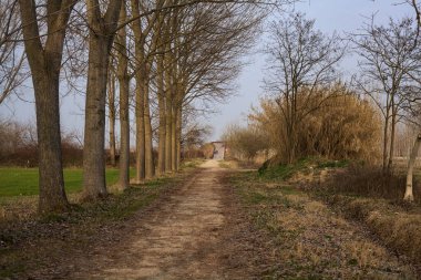 Gün batımında İtalya kırsalında tarlaların yanında bir sıra kavak ile sınırlandırılmış yol