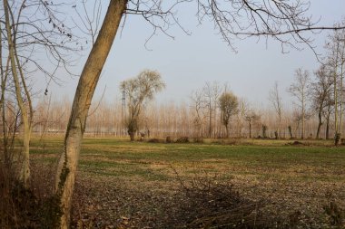 İtalya kırsalında gün batımında çıplak ağaçlar ve bir sütunla park et.