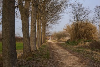 Gün batımında İtalya kırsalında tarlaların yanında bir sıra kavak ile sınırlandırılmış yol