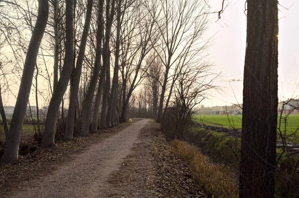 Путь Граничит Рядом Тополя Рядом Полями Итальянской Сельской Местности Закате — стоковое фото