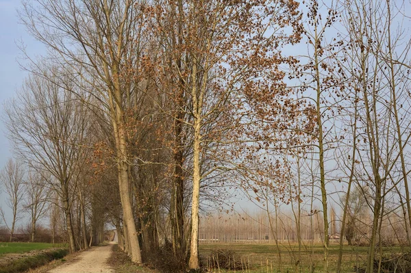 이탈리아 시골의 포플러 줄지어 — 스톡 사진