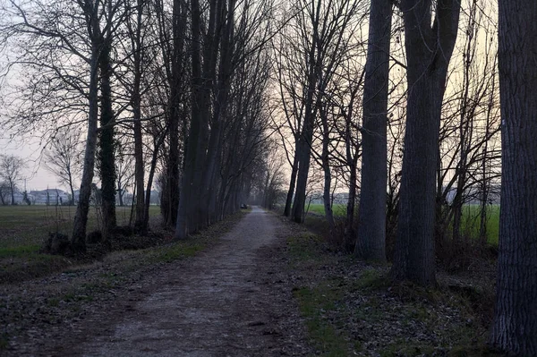 Путь Граничит Рядом Тополя Рядом Полями Итальянской Сельской Местности Закате — стоковое фото