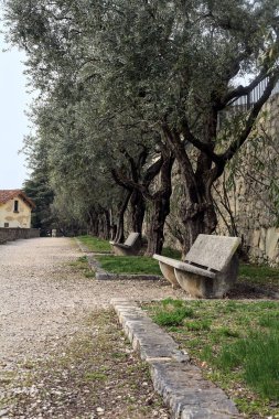 Bulutlu bir günde parkta, üzerinde banklar ve zeytin ağaçları olan bir taşın yanındaki patikada.