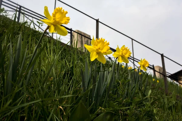 Çiçek Tarlasında Narsistler Yakından Görülüyor — Stok fotoğraf