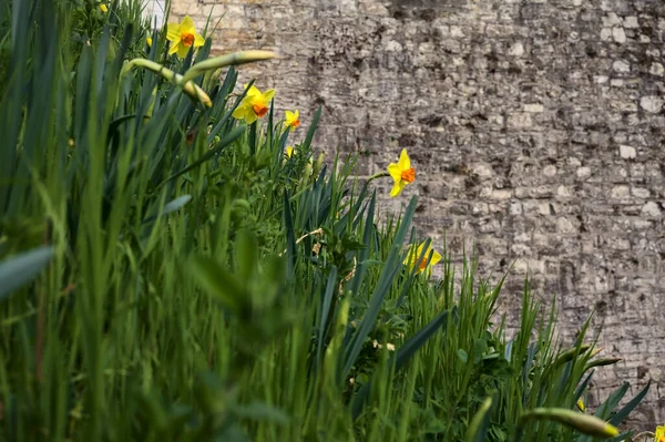 Çiçek Tarlasında Narsistler Yakından Görülüyor — Stok fotoğraf