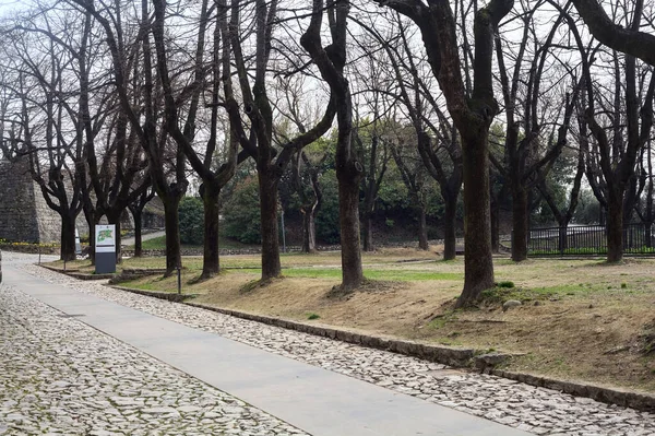 Caminho Com Uma Fileira Árvores Nuas Parque Dia Nublado — Fotografia de Stock