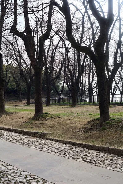 曇りの日に公園内の裸の木の列とパス — ストック写真