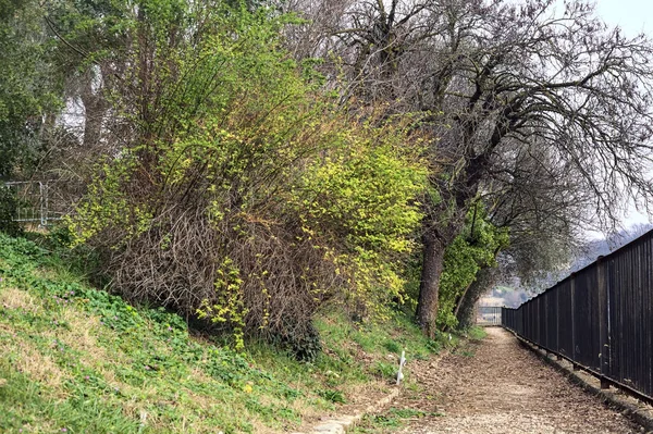 Sentier Étroit Côté Des Plantes Bordées Par Rail Dans Parc — Photo