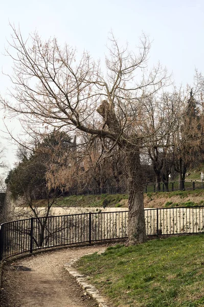 Голое Дерево Изгибе Парке Облачный День — стоковое фото