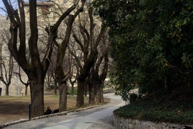 Bulutlu bir günde, parktaki çıplak ağaçlarla dolu patika.