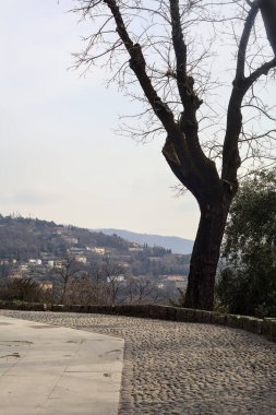 Bulutlu bir günde çıplak ağaçlarla çevrili bir parkın asfalt yolunda eğilin.