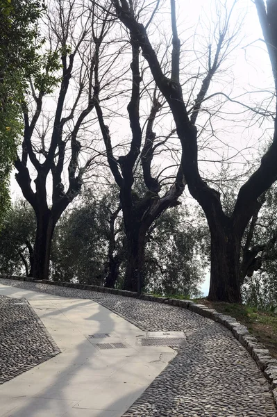 Dobre Caminho Pavimentado Parque Limitado Por Árvores Nuas Uma Sebe — Fotografia de Stock