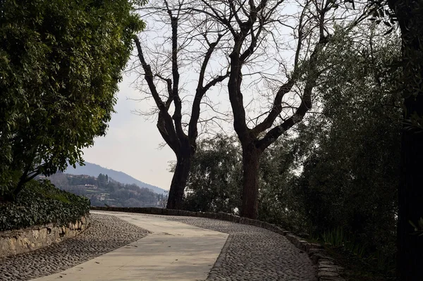 裸の木と曇った日のヘッジに囲まれた公園の舗装された道で曲げる — ストック写真