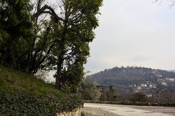 Bulutlu Bir Günde Çıplak Ağaçlarla Çevrili Bir Parkın Asfalt Yolunda — Stok fotoğraf