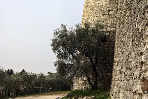 Bulutlu bir günde, bir kulenin yanında çakıl yolu ve yanında zeytin ağacı olan bir sınır duvarı.