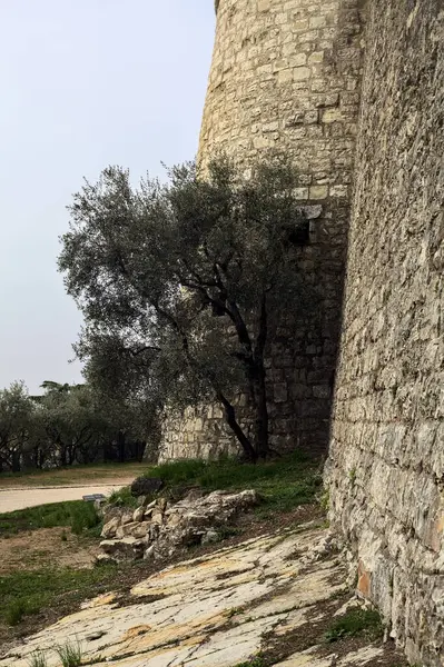 Ścieżka Żwirowa Obok Wieży Ściana Graniczna Drzewem Oliwnym Obok Parku — Zdjęcie stockowe
